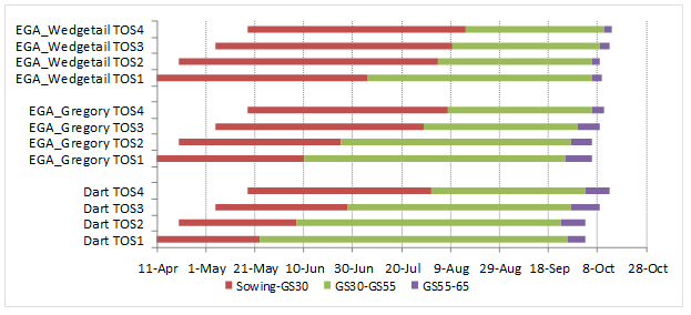  Figure 2 is a segmented bar graph which shows the phasic development in response to sowing time of Dart , EGA Gregory  and EGA Wedgetail  at Wagga Wagga. Phase durations measured from sowing to start of stem elongation (GS30), ear emergence (GS55) and anthesis (GS65). Sowing dates: 10 April (TOS1); 20 April (TOS2); 5 May (TOS3) and 17 May (TOS4). Dotted lines indicate optimal flowering period in 2017, asterisks indicate significant frost damage, resulting in late regrowth influencing development.