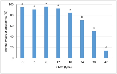 Column bar graph showing emergence of annual ryegrass through wheat chaff at eight different rates (t/ha) in a pot trial conducted at Narrabri, NSW. Means with same letter are not significantly different.