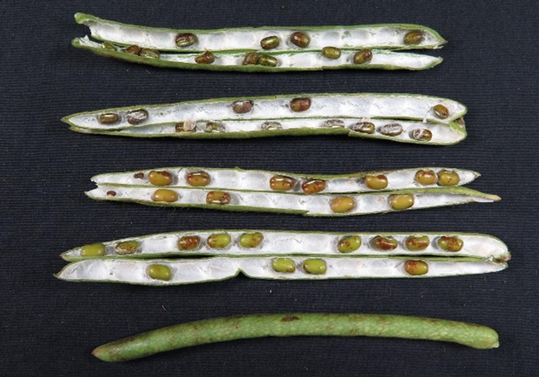 This is a photo of symptoms of puffy pod on mung bean including swollen, soft pods with a green mottled appearance
