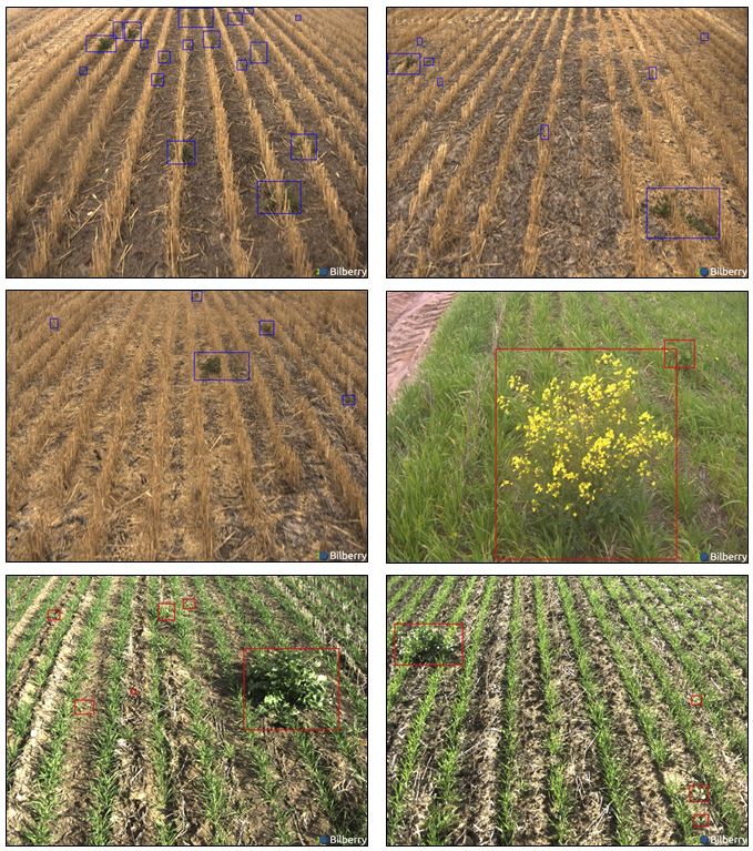 This is a set of six photos of weed detection on bare soil (3 first pictures) and wild radish detection in wheat (3 last pictures) - Images taken from Bilberry cameras - results in real time. 