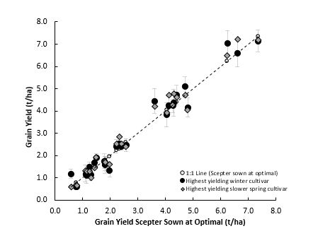 Grain yield performance of Scepter wheat sown at its optimal time (late April-early May) in 28 environments (2017 – 2019) compared to the performance of the best performing winter wheat and slower spring wheat. Error bars indicate LSD (P<0.05).