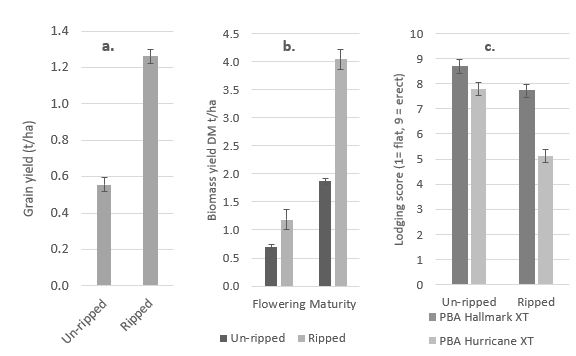 Lentil grain and biomass yielded higher in the ripped versus un-ripped treatment, whilst lodging score was lower at Bute, 2019. Bars represent least significant difference at p=0.05.