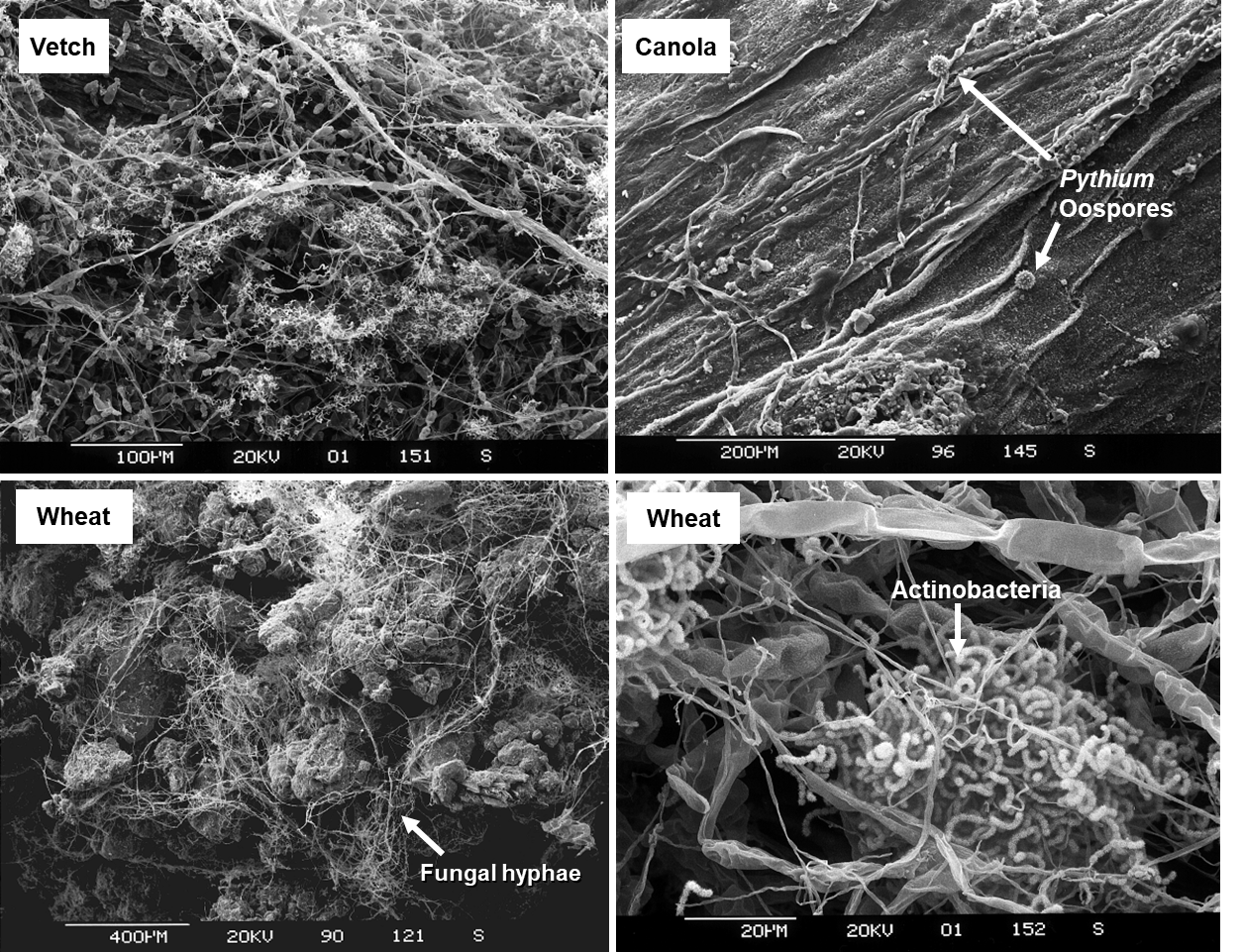 Photos of crop residues taken using a scanning electron microscope (SEM) showing the various types of microorganisms colonising stubble from vetch, canola and wheat crops.