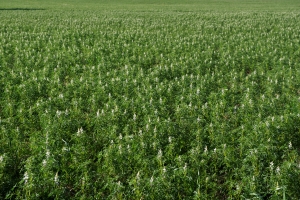 image of lupin crops 