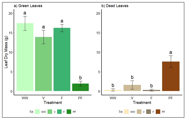 These two column graphs show the contribution to total leaf dry weight by green leaves (a) and dead leaves (b) at the time of harvest (error bars are standard error) for the treatments well-watered (WW), vegetative drought stress (V), flowering drought stress (F) and pod-fill drought stress (PF). Treatments with the same letter are not significantly different at α0.05.