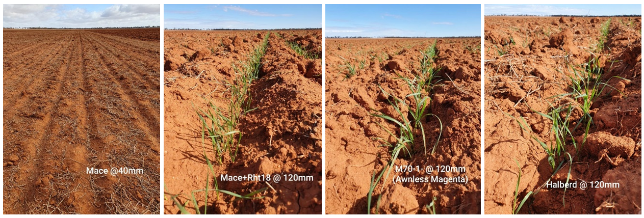 Four photos of early emergence with deep sowing of the long coleoptile Mace  and Magenta , and tall variety Halberd. Dry-sown Mace  at 40mm did not emerge until after June 5 rains.