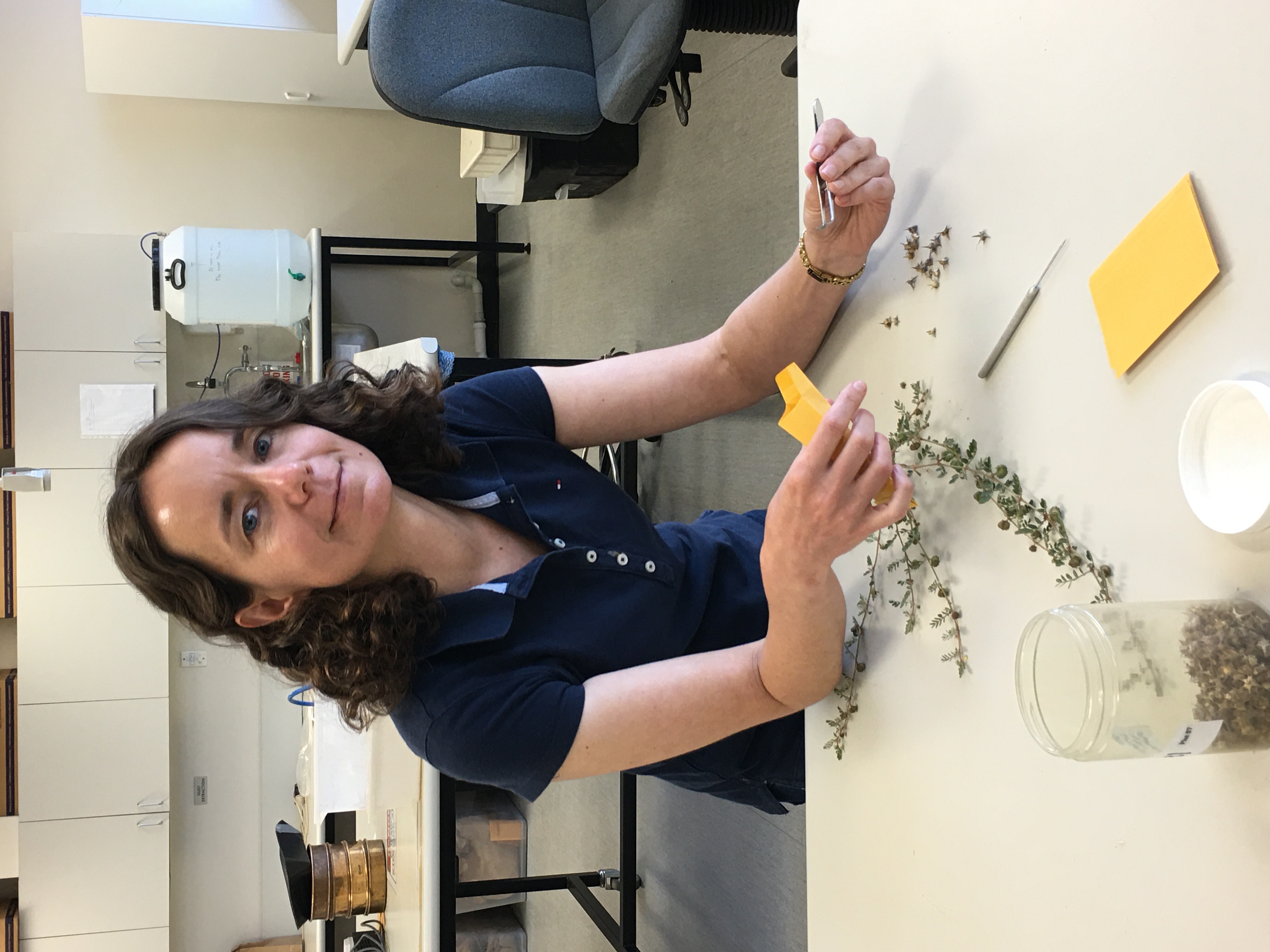 Dr Catherine Borger assessing caltrop seed production