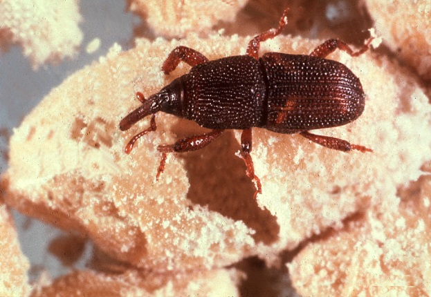 This is a photo of the rice weevil (Sitophilus oryzae), which is a serious pest of stored grain, and is not a good flyer