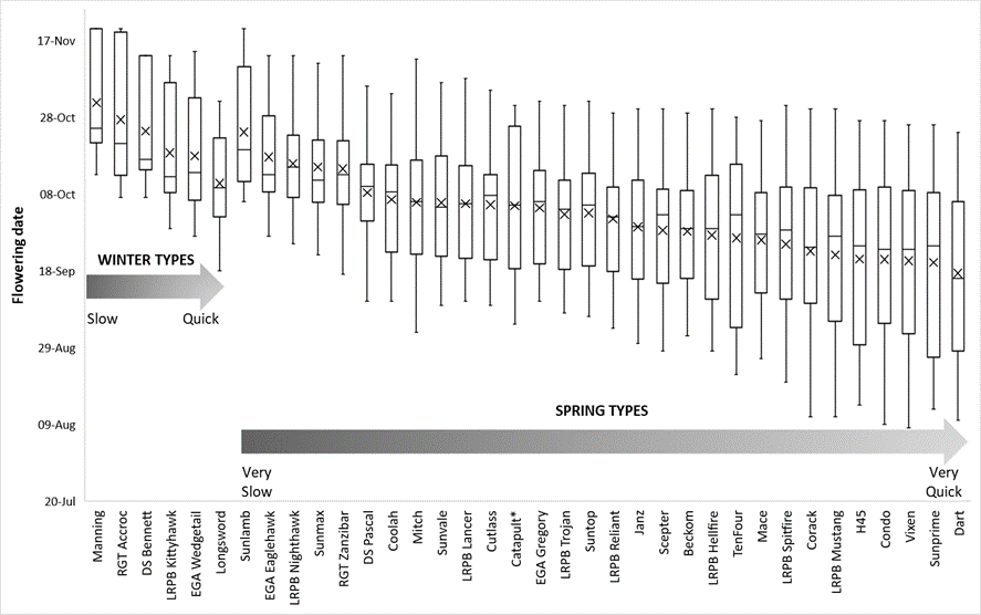 This box and whiskers plot shows the Flowering date responses of genotypes across four sowing dates from early-April to late-May for Wagga Wagga (2018), Marrar (2019) and Harefield (2020) experiments. Asterisk indicates Catapult  only evaluated in 2019, 2020 seasons.