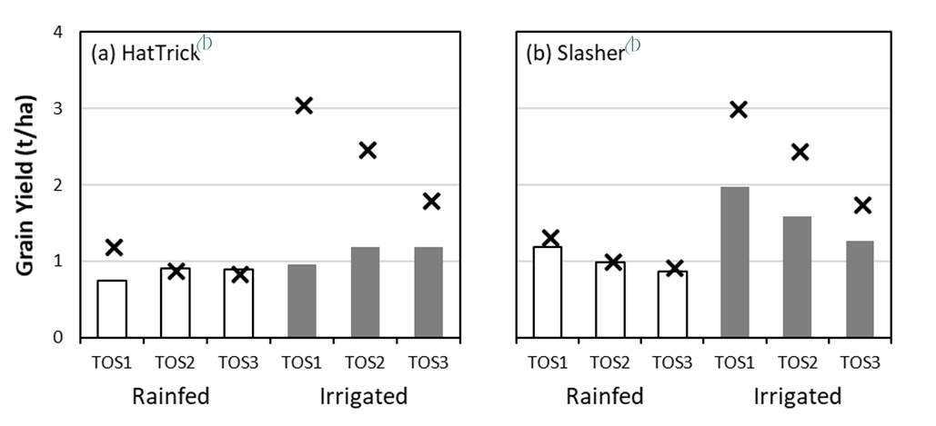 These two column graphs with plots show the measured grain yield (bars) and APSIM simulated grain yield (crosses) for the desi cultivars (a) PBA HatTrick  and (b) PBA Slasher  across three times of sowing (TOS) at Greenethorpe, 2019. Sowing dates were 30-April, 21-May, 12-Jun. Standard error is ≤ 0.1 t/ha for all measured yield data.