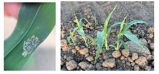These images illustrate the feeding damage caused by newly hatched FAW larvae. The remains of the egg mass (moth scales) is just visible on the RHS of the feeding damage. (Right) Windowing caused by small FAW not yet established in the whorl. 