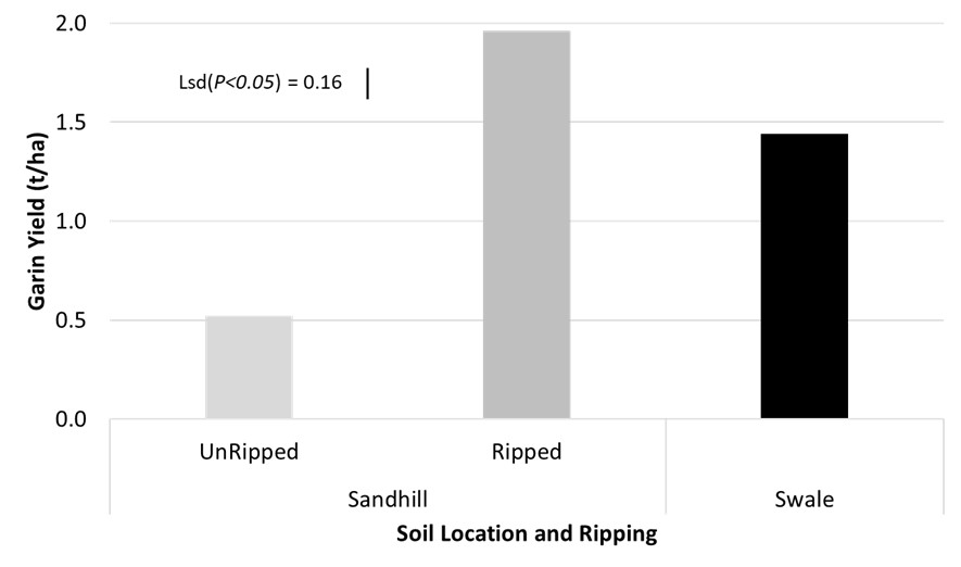Figure 1. Effect of soil type and deep ripping sandy soils on the grain yield of faba bean at Kooloonong in 2020.