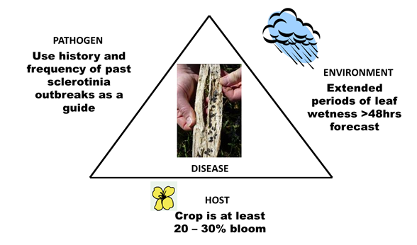 Host, pathogen and environmental factors that drive the development of sclerotinia stem rot.
