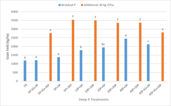 Column graph showing comparison of mean grain yields across all deep phosphorus treatments in 2019 Dysart chickpeas.