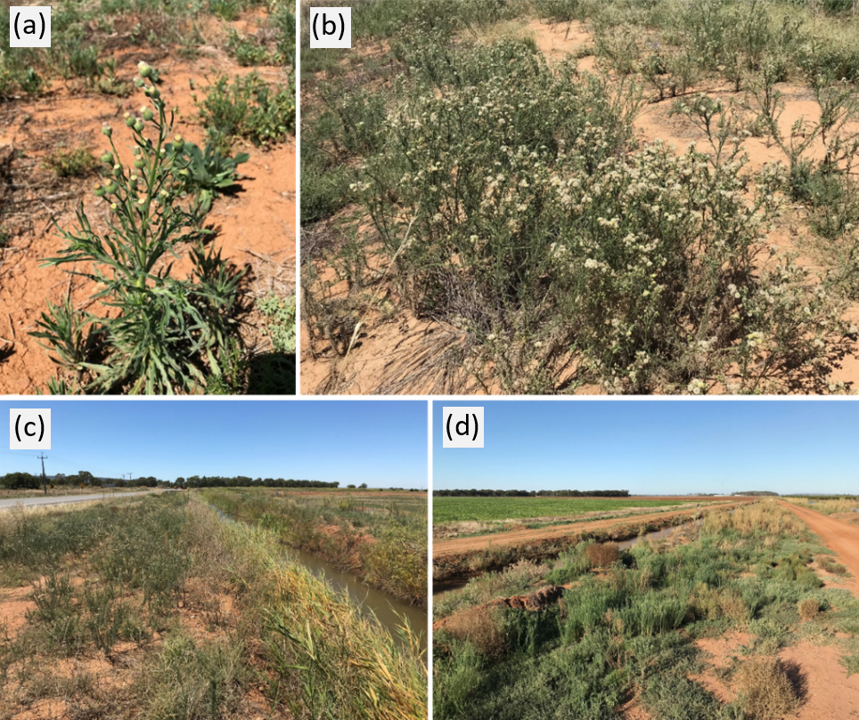 Images of (a) flaxleaf fleabane plant and (b) dense infestation in fallow; (c-d) examples of marginal habitats (e.g., roadsides, irrigation embankments, field margins, drainage lines) where residual flaxleaf fleabane populations are often not managed during the growing season and provide a seed source for re-invasion into adjacent crop fields.