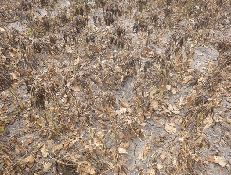 Photograph of chemically desiccated mungbeans