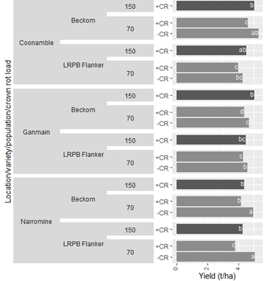 Bar graph showing impact of increased plant population at high and low FCR pressure, regardless of nitrogen rate on yield of various varieties at Narromine and Coonamble, 2024. Results with the same letter within a site and variety are not significantly different (P < 0.05).