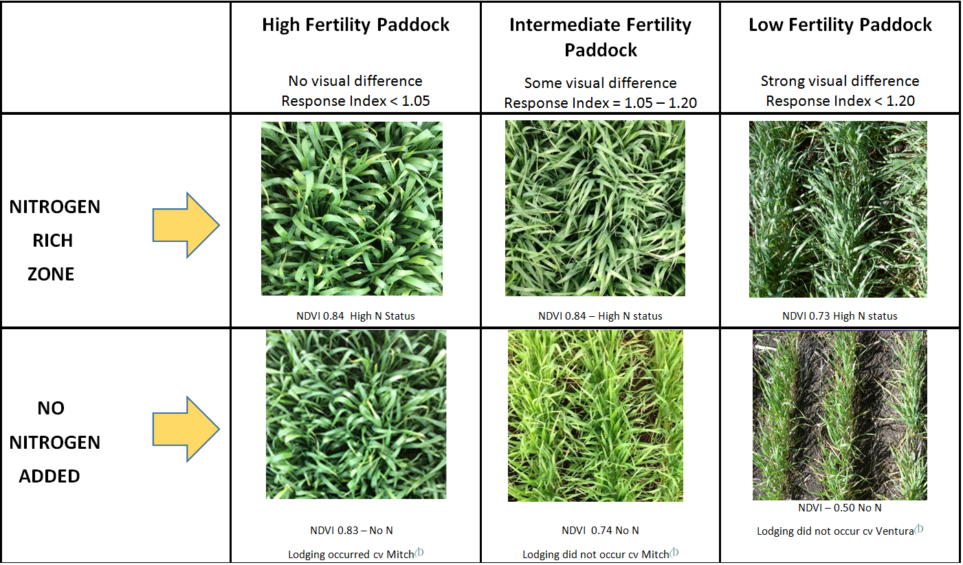 Table 3 is a table showing different lodging risk scenarios based on Normalised Difference Vegetative Index (NDVI) response index from N rich or strips with no additional N applied, seen at GS30-31 in paddock scenarios with different fertility. The table compares photos from nitrogen rich zones to ones with no nitrogen added.