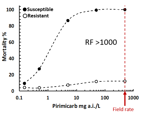 Figure 1(b) is a line graph which shows the sensitivity of a typical Australian susceptible and resistant green peach aphid population to the carbamate, pirimicarb.  RF = Resistance Factor   