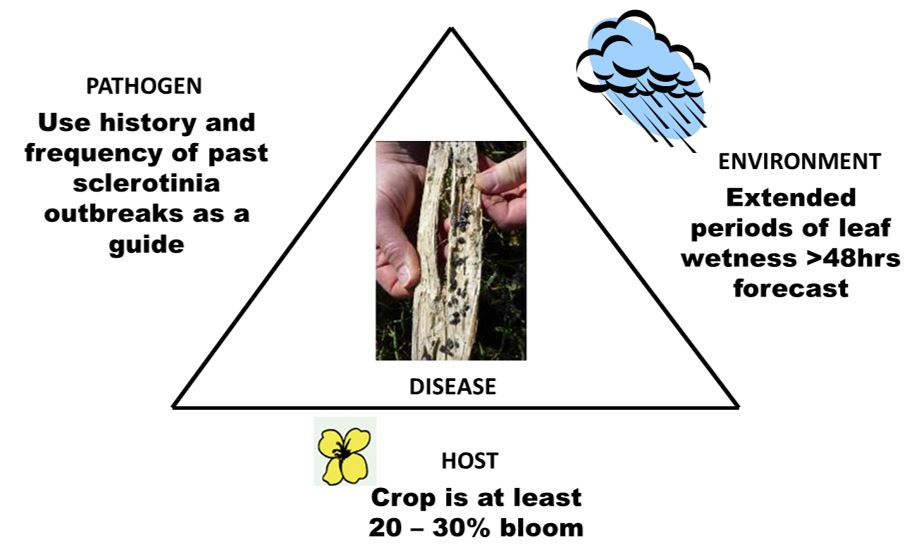 Pathogen - use history and frequency of past sclerotinia outbreaks as a guide. Environment - extended periods of leaf wetness >48hrs forecast. Host - crop is at least 20-30% bloom.