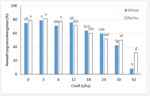 Column bar graph showing emergence of annual ryegrass through wheat and barley chaff at eight different rates (t/ha) in a pot trial conducted at Toowoomba, Qld. Means with same letter are not significantly different.