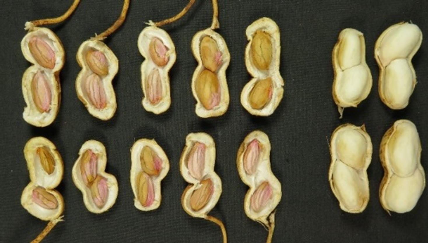 This is a photo of kernel symptoms on phytoplasma-infected peanuts on the left compared to healthy kernels on the right