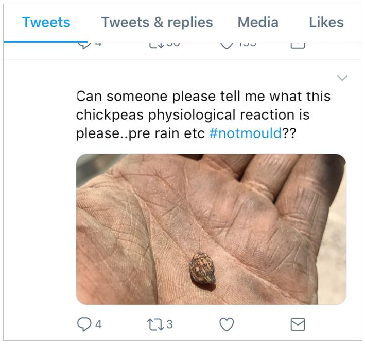 This is a screenshot of a tweet from a well-known grower showing a chickpea with mosaic seeds which was misclassified as mould.