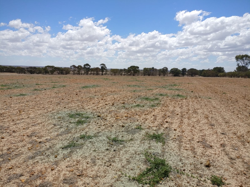 This is a photo of a test field after spraying with dye. One Agrifac 48 metre boom is equipped with cameras in a farm in New South Wales. Before the cameras were used by the grower and his team, a comparative test was made with current camera sprayer technology. It was then decided to use Bilberry cameras as much as possible on the farm.