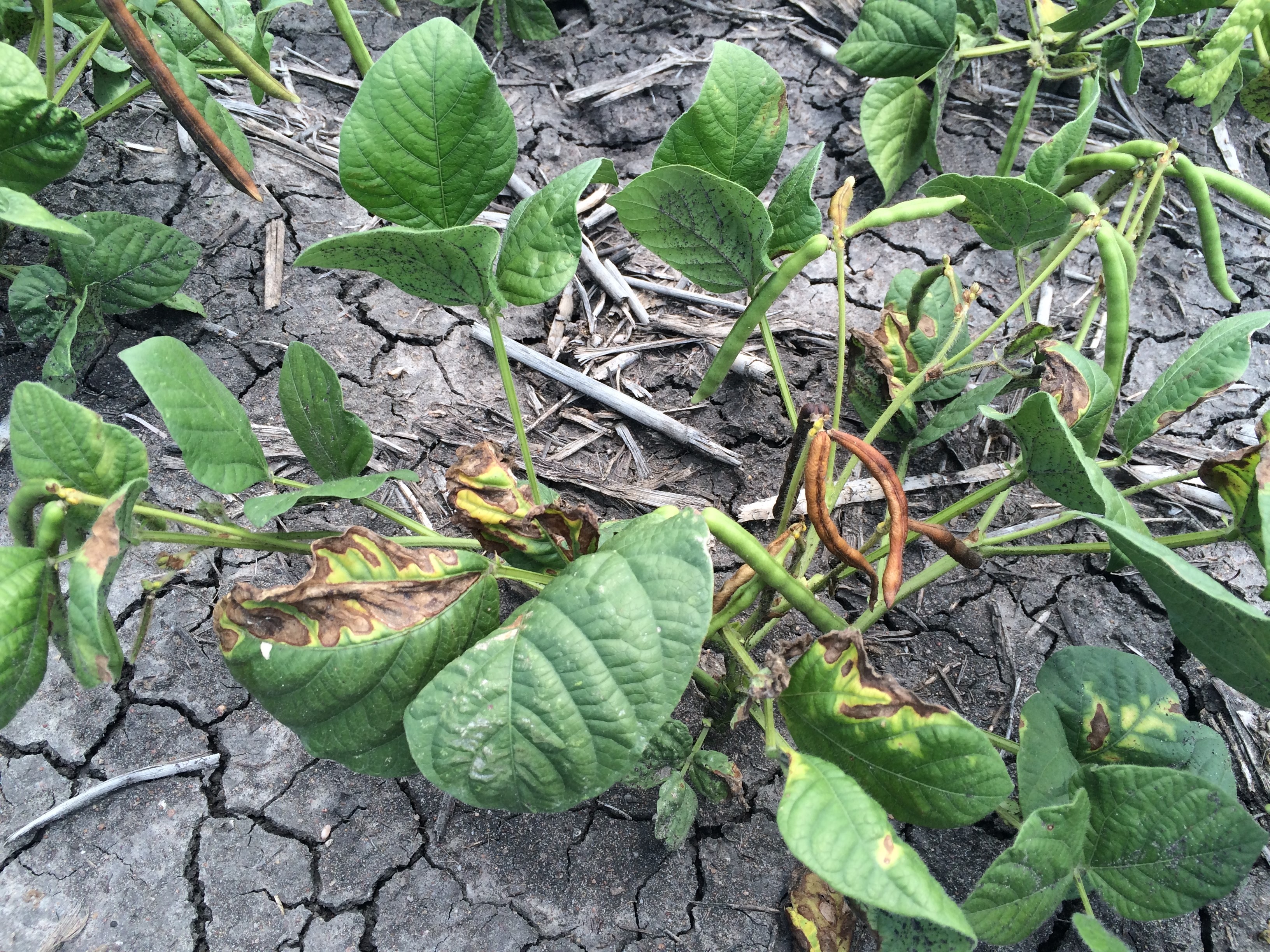 This photo shows the symptoms of tan spot on mungbean with large tan-coloured interveinal necrotic lesions on leaves. Note that younger lesions are surrounded by a distinct yellow margin whereas the margin is less noticeable in older lesions.
