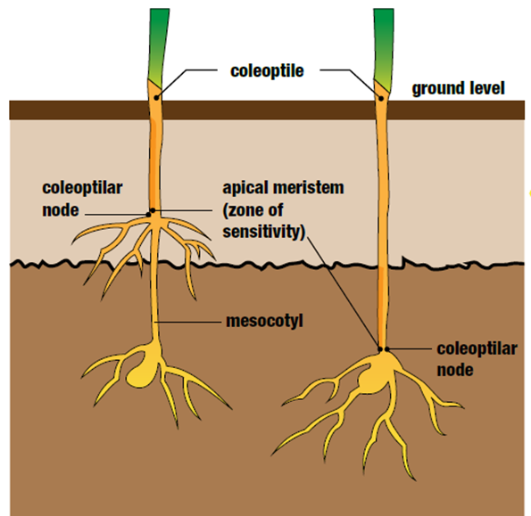 This picture shows that in wheat and barley the coleoptile node stays close to the seed (right) compared to most grass weeds (and crops such as oats, sorghum, maize) where the mesocotyl elongates during emergence (left) and pushes the coleoptile node towards the surface (Hall, Beckie & Wolfe (1999) How Herbicides Work).