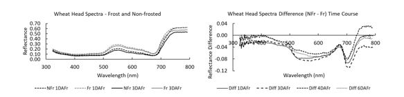 There are two graphs. The graphs shows the spectra of wheat heads, cv Wyalkatchem collected with a Polypen. The first graph shows one and three days after frost  for non-frost and frost-damaged heads. The second graph shows the difference between non frost and frost heads one, three, four and six days after frost. This shows that spectra change depending on time after the frost event.