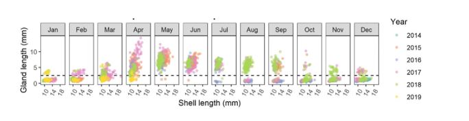 The seasonal reproductive cycle of common white snails at Palmer SA, shown by changes in the size of albumen glands over time. 