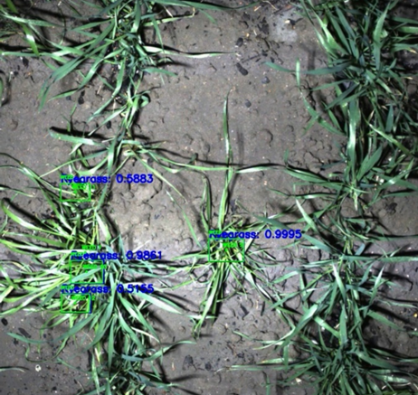 This photo shows initial testing of ryegrass detection in wheat has shown that existing machine learning architectures including You Only Look Once (YOLO) and Single Shot Detectors (SSD) are capable of differentiating ryegrass in wheat under controlled circumstances. This demonstration suggested lack of labelled data is the main barrier to development instead of technological advancement.