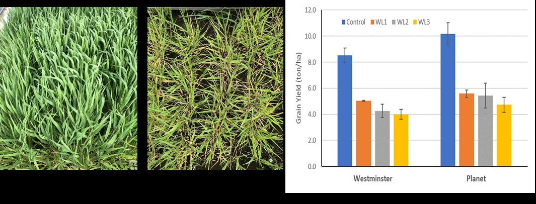 Both a picture of waterlogging impacts on barley growth compared to untreated and a bar graph showing yield response of both Westminster and RGT Planet barley varieties following three waterlogging treatments
