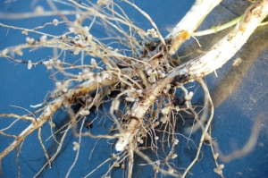 image of healthy nodulation