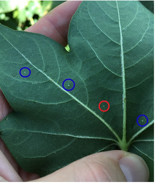 This photograph is a cotton leaf with three whitefly nymphs on an image from the evaluation dataset (blue circles), and one potential nymph (red circle), which is difficult to class by looking at the image