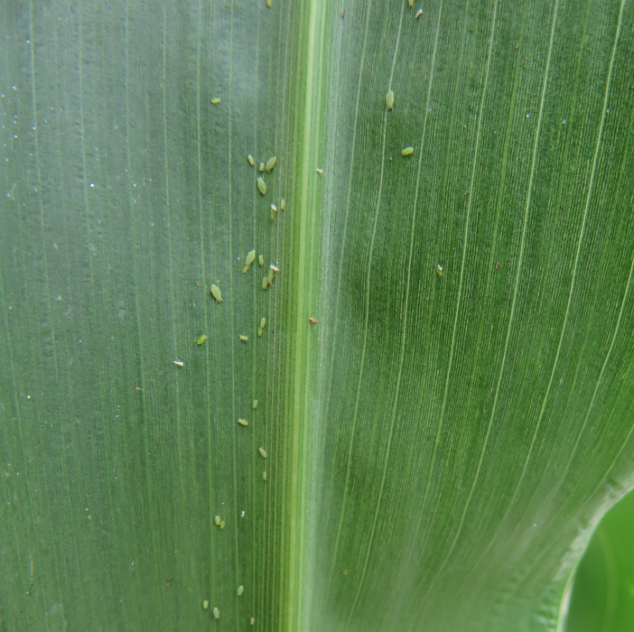This figure is a photograph of a Russian wheat aphid (RWA) colony on the back side of sorghum leaf