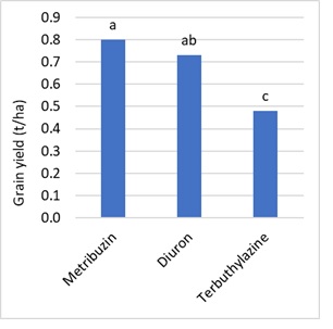 Bar graph showing reduced grain yield production in lentil where terbuthylazine was applied pre-emergent in clay loam soil at Minnipa, 2018. Bars labelled with the same letters are not significantly different (P<0.05).