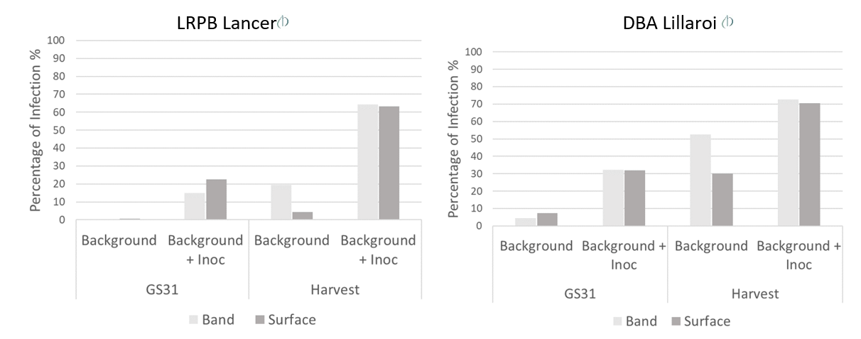 Two bar graphs showing Effect of banded (35 cm) and surface (5 cm) nitrogen application on FCR severity (FCR index 0-100) conducted at GS31 and harvest of LRPB Lancer  (left) and DBA Lillaroi  (right) in the presence of background or background plus inoculation infection by Fp. Data averaged across water treatments.