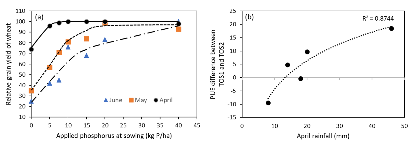 Two scatter graphs showing (a) Relative grain yield of wheat sown with applied P at Condobolin on a low P soil for April, May and June sowing times (Batten et al., 1999), and (b) relationship between the amount of April rainfall (mm) and PUE difference for TOS1 (Late April) and TOS2 (mid-late May). A higher PUE (phosphorous use efficiency) difference indicates a lower response to P fertiliser.