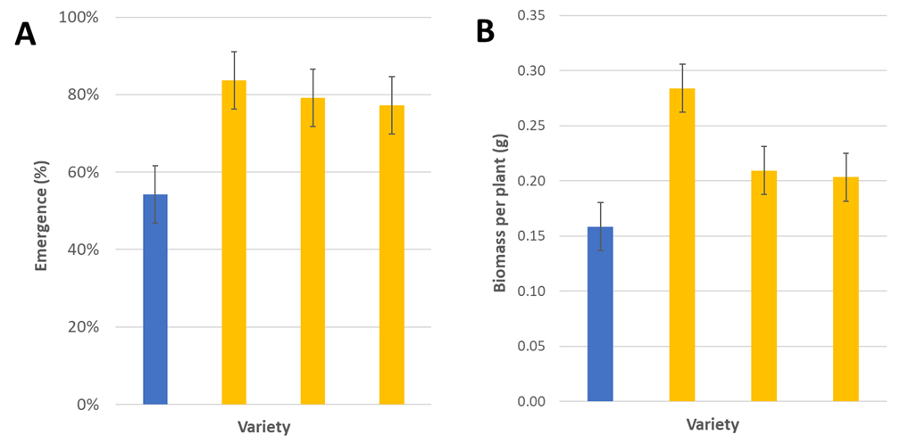 Figure 3. Field performance of the best three (of 20) international varieties (yellow bars) which had significantly higher emergence rates (A) and/or biomass per plant (B) than the best Australian variety (of 5; blue bars) when sown at 50mm depth. Note that the anonymised varieties shown are not necessarily the same between both charts. 