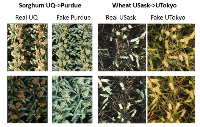 CutGAN 'fake' images generated using UQ image + Purdue ‘style’ (sorghum) and USaskatchewan + UTokyo ‘style’ (wheat). Note how the heads are in the same position in the ‘fake’ images as in the ‘real’ images. So now the ‘fake’ images can retrain the model in a new style.