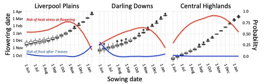 Three line graphs showing flowering date for a range of sowing dates (black boxplots) at Breeza, Liverpool Plains NSW (a); Dalby, Darling Downs Qld (b); and Emerald, Central Queensland (c). The red lines show the probability of a heat stress event at flowering, defined as a maximum temperature higher than 36°C around a 7-day window centred at flowering. The blue line shows the probability of a damaging frost, defined as air temperature lower than 0°C after the sorghum crop has 7 leaves (floral initiation) and becomes sensitive to frosts. Climate records are 1980-2021.