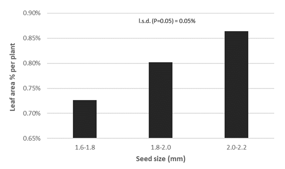 Column graph of leaf area % per plant across 3 seed size classifications measured 31 days post sowing
