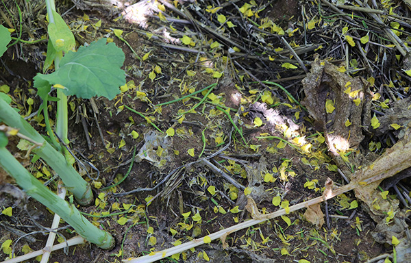 Canola damage