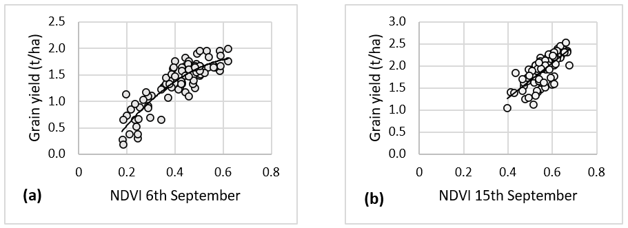 The relationship for Greenseeker NDVI and grain yield recorded (a) 6 September for the alkaline sand trial at Alford in 2021 (y = –5.2444x2 + 7.3026x – 0.706, R2 = 0.77), and (b) 15 September for the alkaline sand trial at Wards Hill in 2022 (y = 3.955x – 0.2994, R2 = 0.56).