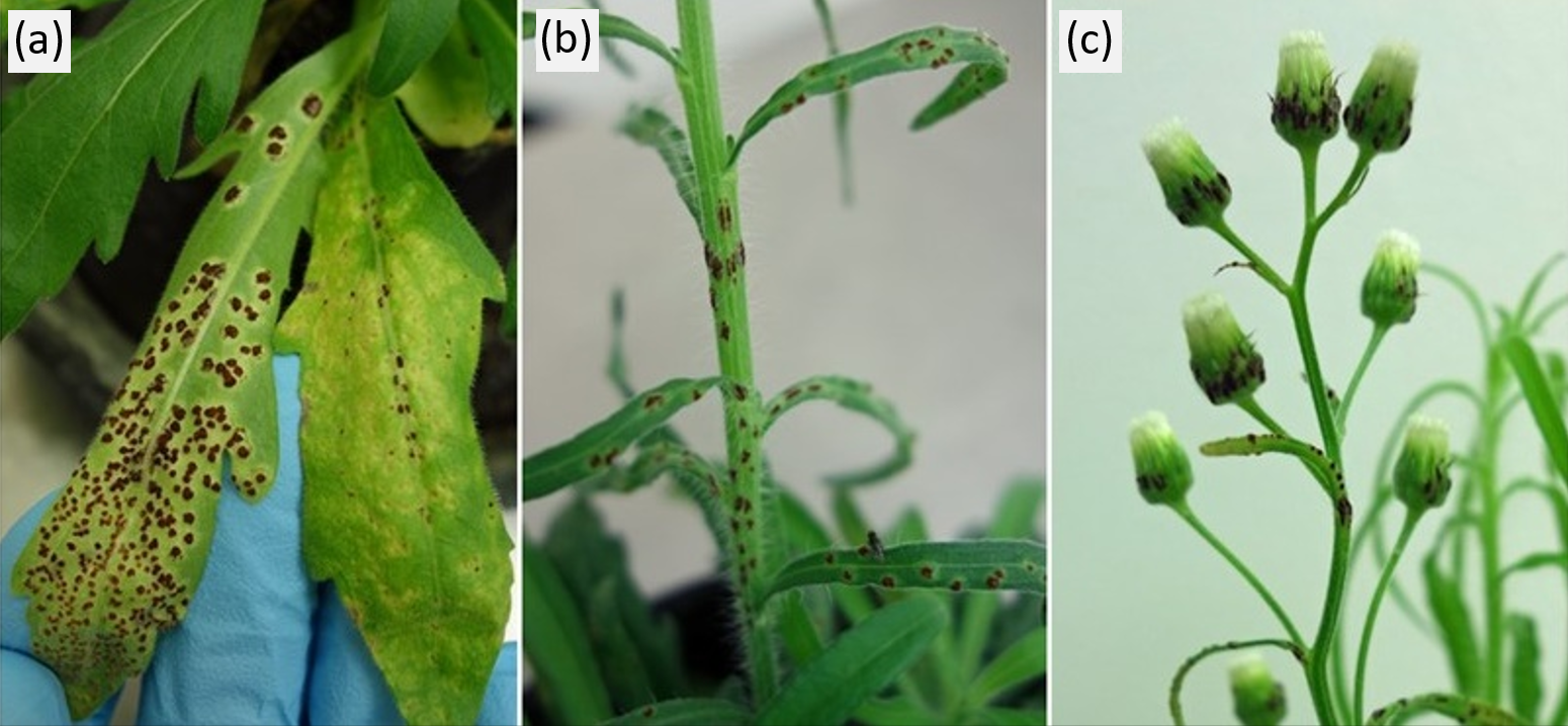 Images showing characteristic disease symptoms caused by the flaxleaf fleabane biocontrol agent; a rust fungus named Puccinia cnici-oleracei.