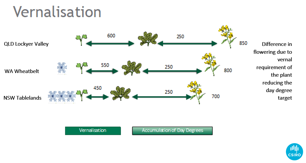 Diagram showing the influence of different rates of vernal accumulation from three sites across Australia on canola flowering time. Cooler regions require less thermal time than warmer regions to achieve flowering.