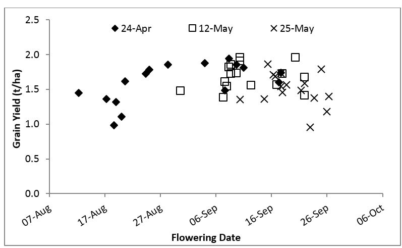 Figure 1. Flowering date and grain yield of barley varieties sown at three dates at Condobolin 2017.  l.s.d. (P < 0.05) Time of sowing 0.09 t/ha, Variety 0.24 t/ha.