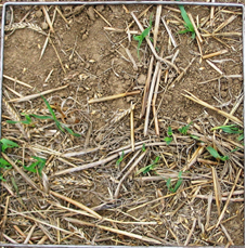 Figure 3 shows visual indication of green shoot material available for grazing at 40 kg/ha green